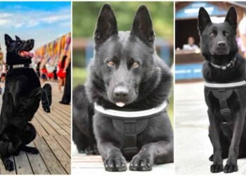 Șuier, cel mai cunoscut câine polițist din România, s-a pensionat după 7 ani de luptă antidrog