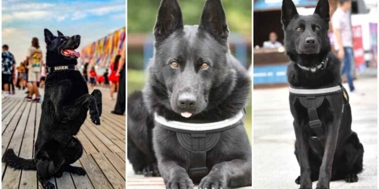 Șuier, cel mai cunoscut câine polițist din România, s-a pensionat după 7 ani de luptă antidrog