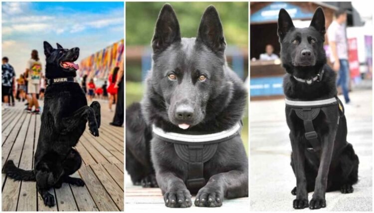 Șuier, cel mai cunoscut câine polițist din România, s-a pensionat după 7 ani de luptă antidrog