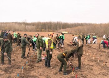 Romsilva plantează 19 milioane de puieți forestieri în campania de împăduriri de primăvară