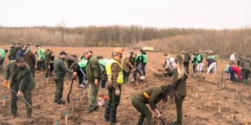 Romsilva plantează 19 milioane de puieți forestieri în campania de împăduriri de primăvară