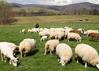 Schemă de fraudă cu fonduri europene: fermier și doi medici veterinari implicați