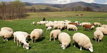 Schemă de fraudă cu fonduri europene: fermier și doi medici veterinari implicați