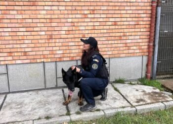 Cosmos, câinele poliției bistrițene va fi un nou ajutor în lupta împotriva drogurilor