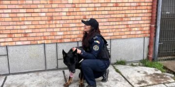 Cosmos, câinele poliției bistrițene va fi un nou ajutor în lupta împotriva drogurilor