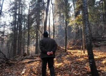 Guvernul a modificat statutul personalului silvic