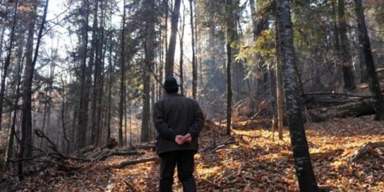 Guvernul a modificat statutul personalului silvic