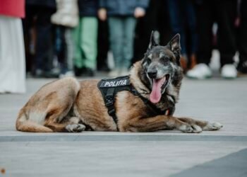 Povestea emoționantă a lui Toy, câinele polițist din Iași, devine virală