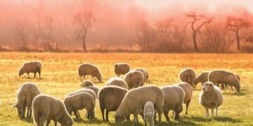 România va solicita Comisiei Europene relaxarea restricțiilor de abatorizare pentru fermele neafectate de Pesta Micilor Rumegătoare