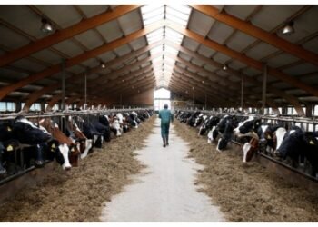 ANSVSA trage un semnal de alarmă cu privire la riscurile de răspândire a febrei aftoase în România