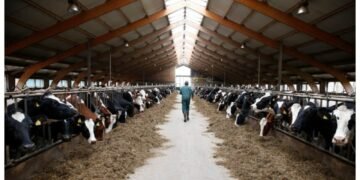 ANSVSA trage un semnal de alarmă cu privire la riscurile de răspândire a febrei aftoase în România