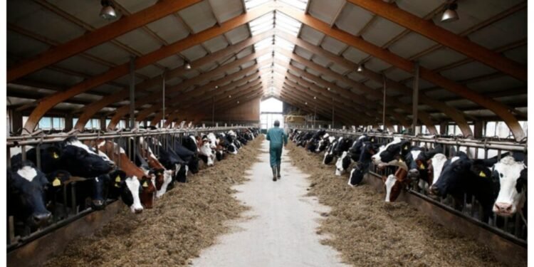 ANSVSA trage un semnal de alarmă cu privire la riscurile de răspândire a febrei aftoase în România