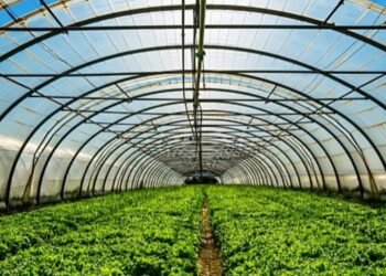 Schemă de ajutor din partea statului pentru cultivarea legumelor în sere și solarii