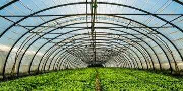 Schemă de ajutor din partea statului pentru cultivarea legumelor în sere și solarii