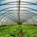 Schemă de ajutor din partea statului pentru cultivarea legumelor în sere și solarii