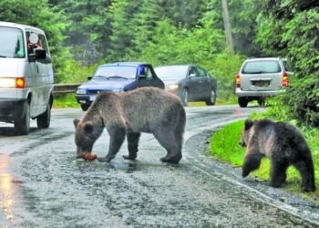 „Recensământul urșilor” s-a încheiat după trei ani. „Suntem obligați să venim cu măsuri”, spune ministrul Fechet