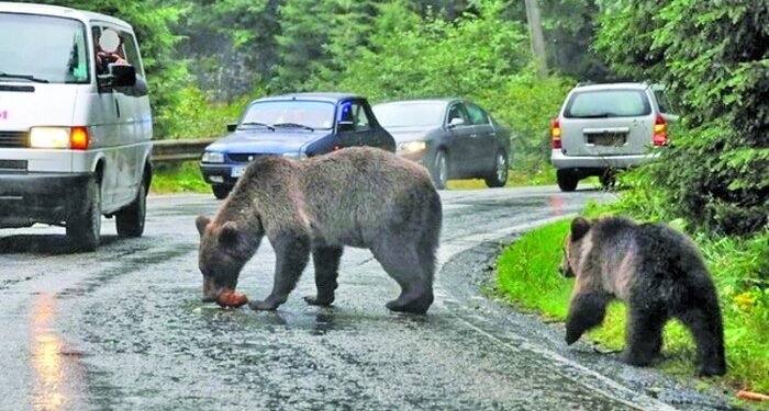 „Recensământul urșilor” s-a încheiat după trei ani. „Suntem obligați să venim cu măsuri”, spune ministrul Fechet