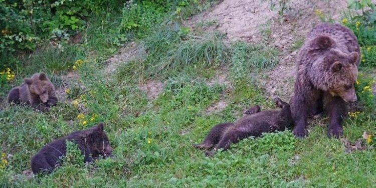 Ursul care a atacat un salvamontist la Predeal a fost împuşcat