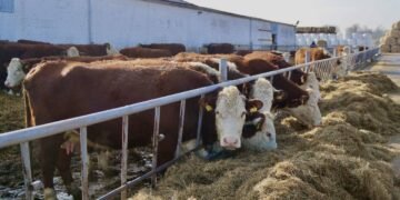 Vin banii pentru crescătorii de animale