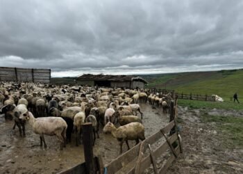 Misiune de salvare în zona Lungani dupa ce, un cioban și 400 de oi au rămas izolați pe un deal