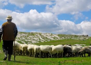 Tovărășie până la mioare: ceartă cu scândura și final cu cuțitul la o stână din Botosani