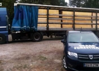 DNA sparge tăcerea din păduri. Corupție în lanț la Garda Forestieră Suceava: bani, favoruri și lemn ‘curățat’ în sistemul național SUMAL