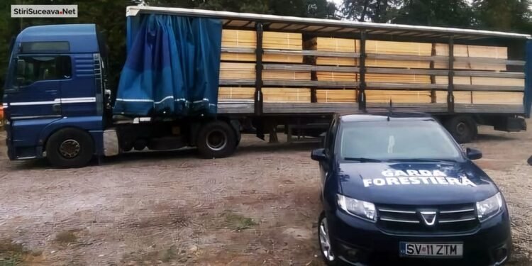 DNA sparge tăcerea din păduri. Corupție în lanț la Garda Forestieră Suceava: bani, favoruri și lemn ‘curățat’ în sistemul național SUMAL