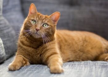 Pisica vecinului a fost prea bine servită: urmează procesul anului