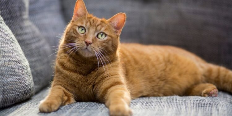 Pisica vecinului a fost prea bine servită: urmează procesul anului