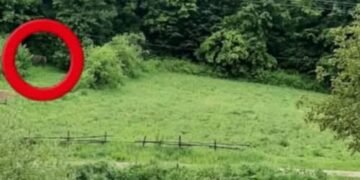 RO ALERT în județul Vaslui din cauza unui urs