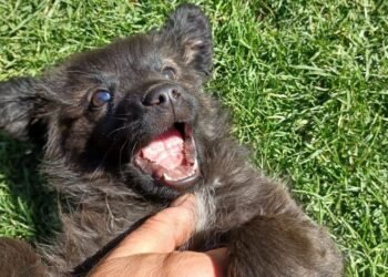 Un bărbat a fost amendat cu 12.000 de lei după ce a abandonat doi căţei