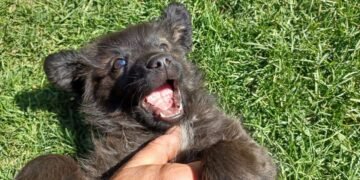 Un bărbat a fost amendat cu 12.000 de lei după ce a abandonat doi căţei