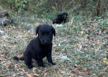 O femeie din Bihor, reținută după ce a aruncat trei pui de câine într-o fântână. A fost plasată sub control judiciar