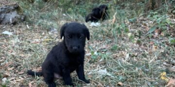 O femeie din Bihor, reținută după ce a aruncat trei pui de câine într-o fântână. A fost plasată sub control judiciar