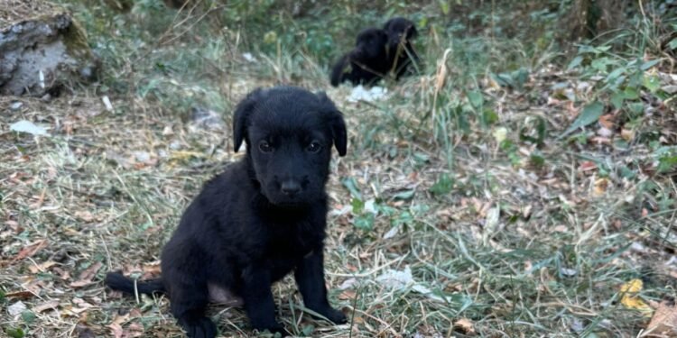 O femeie din Bihor, reținută după ce a aruncat trei pui de câine într-o fântână. A fost plasată sub control judiciar