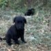 O femeie din Bihor, reținută după ce a aruncat trei pui de câine într-o fântână. A fost plasată sub control judiciar