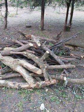 FOTO-Viceprimarul comunei Lungani, acuzat că a distrus un parc dendrologic