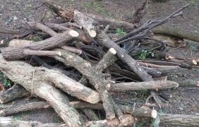 FOTO-Viceprimarul comunei Lungani, acuzat că a distrus un parc dendrologic