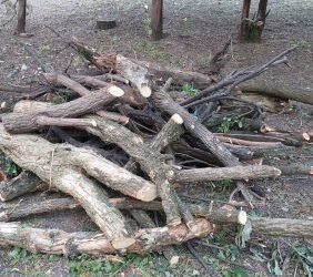 FOTO-Viceprimarul comunei Lungani, acuzat că a distrus un parc dendrologic