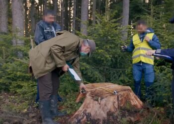 Mafia pădurilor, prinsă la Moinești: patru reținuți după falsuri și arbori marcați ilegal