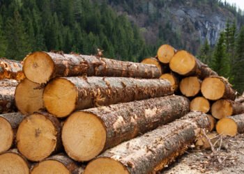 Romsilva scoate pe piață 2 milioane mc de lemn de foc: la Iași, prețurile pornesc de la 160 lei/mc la rășinoase și 330 lei/mc la esențe tari