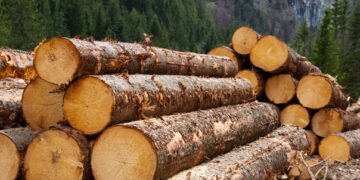 Romsilva scoate pe piață 2 milioane mc de lemn de foc: la Iași, prețurile pornesc de la 160 lei/mc la rășinoase și 330 lei/mc la esențe tari