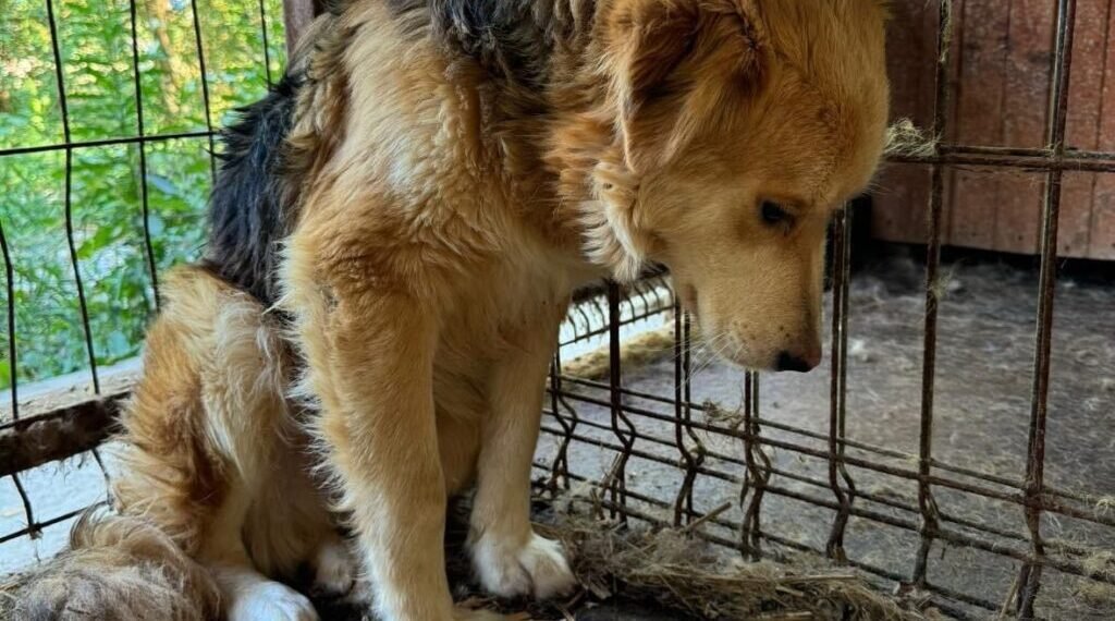 Adăpost privat de câini din Vrancea, închis după imagini revoltătoare în mediul online