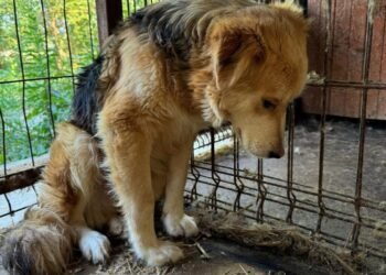 Adăpost privat de câini din Vrancea, închis după imagini revoltătoare în mediul online