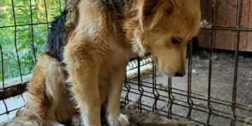 Adăpost privat de câini din Vrancea, închis după imagini revoltătoare în mediul online