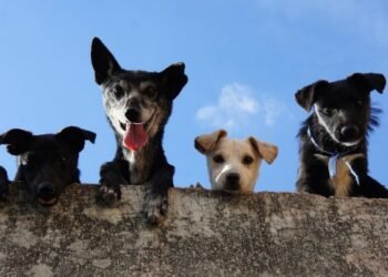 Patru pui de câine abandonați pe marginea drumului, o femeie de 64 de ani sancționată drastic cu 12.000 de lei