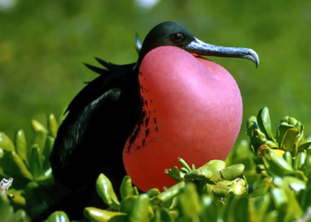 Această pasăre poate dormi în timp ce zboară. Un biolog cunoscut a explicat cum se poate întâmpla asta