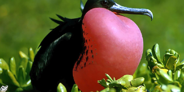 Această pasăre poate dormi în timp ce zboară. Un biolog cunoscut a explicat cum se poate întâmpla asta