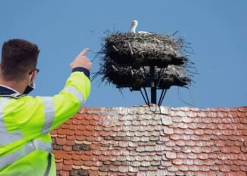 Secție de poliție, lăsată în frig din cauza unui cuib de berze. Mutarea necesită ordin de ministru