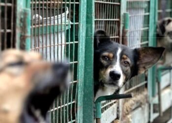 Polițiștii vin cu noi precizări noi în cazul padocului privat de la Suraia